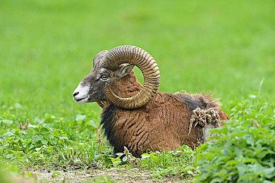 厂商宣布《铲子骑士：口袋地牢》开发工作已完成